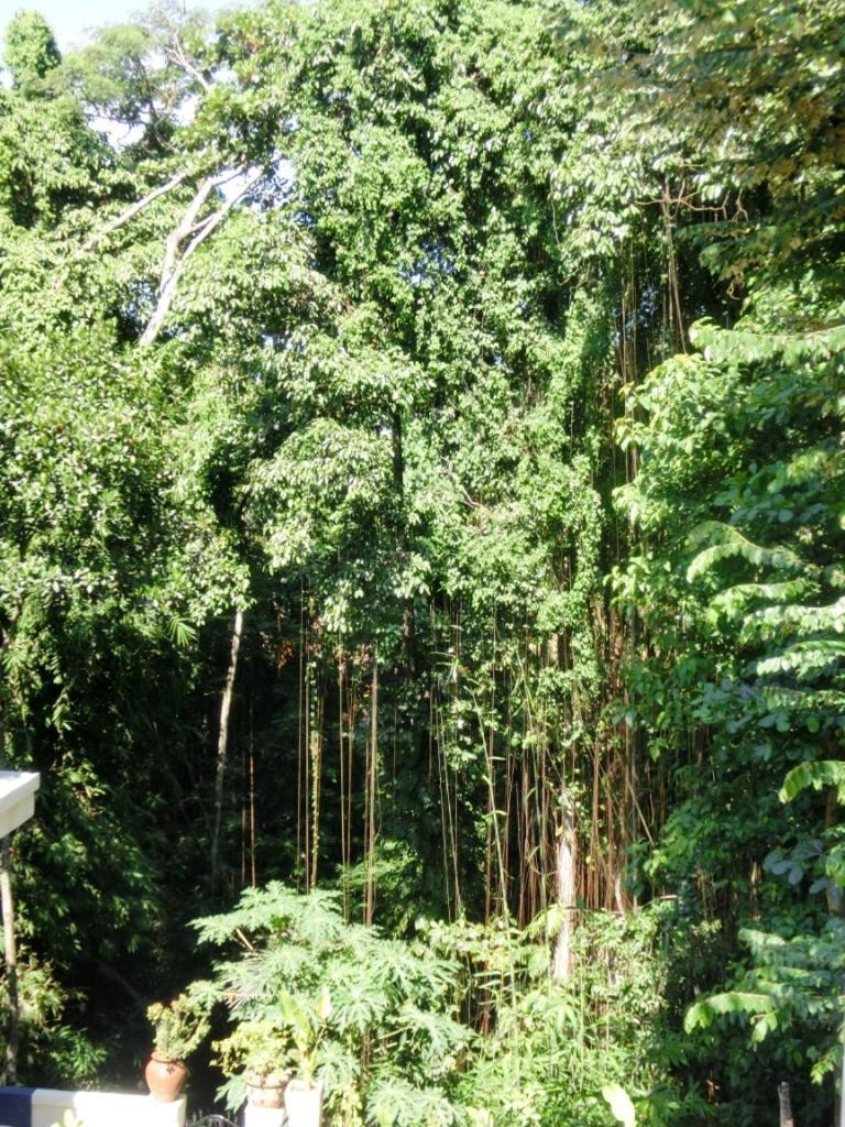 Latugu Homestay Ubud Room photo